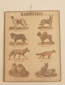 Affiche mammifères